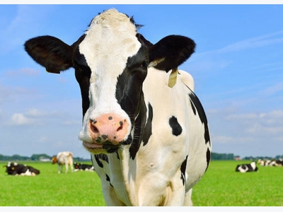 Vitamin A in cattle fodder may protect against cows milk allergy