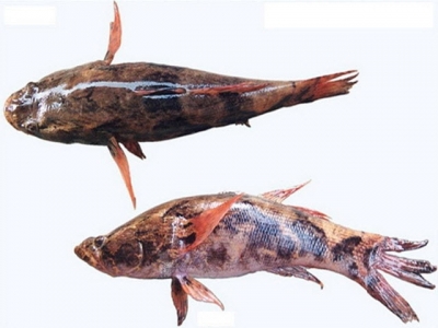 Quảng Ngãi: Thành công mô hình nuôi cá bống tượng