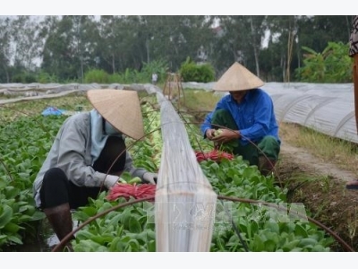 Hà Nộis organic vegetables find few consumers