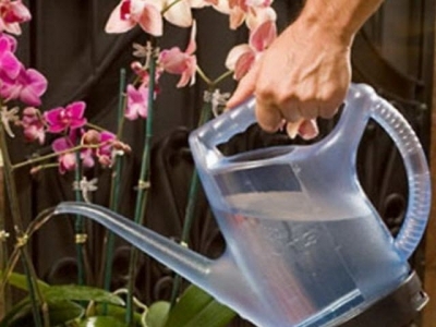 Kỹ thuật trồng hoa lan và tưới nước đúng cách cho hoa nở đẹp bền lâu chơi Tết