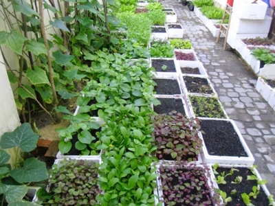 Tất tần tật các mẹo trồng rau trong thùng xốp để có vườn rau xanh mơn mởn