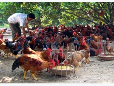 Yen The prioritizes commodity chicken breeding model