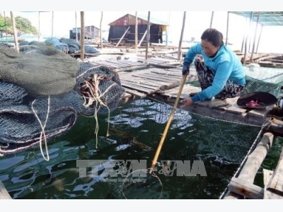 Good times for Kiên Giang farmers breeding fish in cages