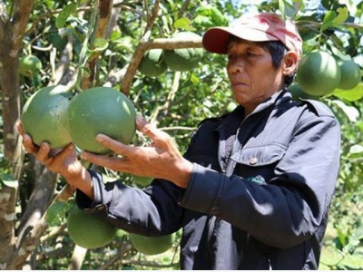 Trồng bưởi da xanh giúp đồng bào Raglai nâng thu nhập