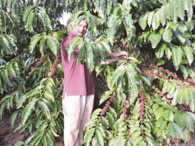 Coffee export handshake to overcome difficulties