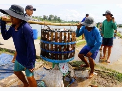 Tra fish prices high on low supply, processers face shortage