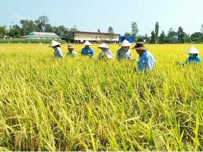 Hiệu quả sản xuất giống lúa ở Đồng Tháp