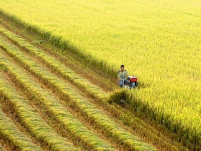 Rice exports see positive signals in new year