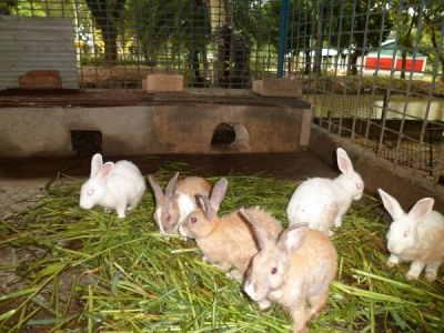 Rabbit farming: how to enter this money-making market