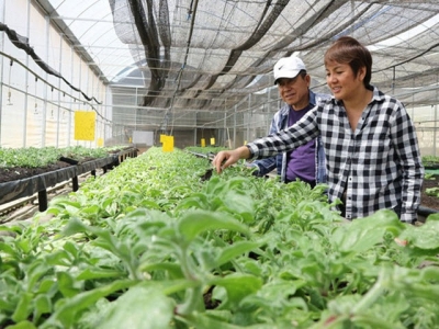 Foreign farmers pour investments in Da Lat