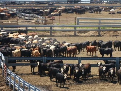 Water troughs key to toxic E. coli spread in cattle