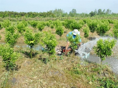 Chăm sóc cây ăn trái vào mùa khô