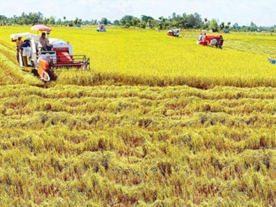 Organic rice production models to affirm Vietnams export status