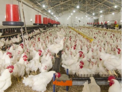 Selection of chickens with increased disease resistance one step closer