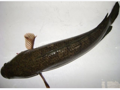 Đặc điểm sinh học của một số loài cá nuôi lồng bè tại tỉnh Quảng Nam (cá lóc)