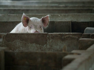 Alibaba giúp phát triển trí tuệ thông minh trong chăn nuôi lợn