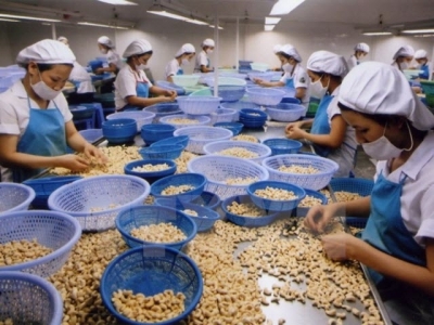 Vietnam seeks to stay on top of world cashew market