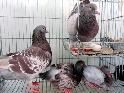 Vĩnh Long hỗ trợ dân nuôi chim bồ câu Pháp sinh sản