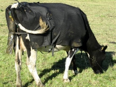 New urine sensors to track cows nitrogen excretion