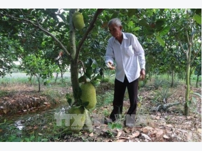 Delta jackfruit farmers earn big profits
