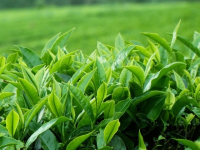 5 loại trà không làm từ lá chè