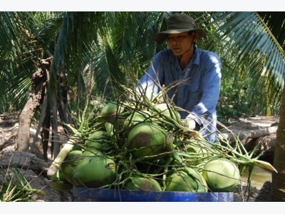 Bến Tres green Xiêm coconut gets certificate of Geographical Indication