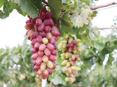 Grape variety approved for cultivation