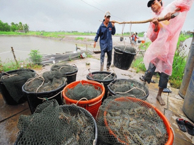Build a stable shrimp material production zone to serve exports