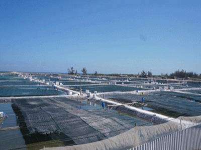 Quảng Nam: Super white leg shrimp farm worth 40 billion dong