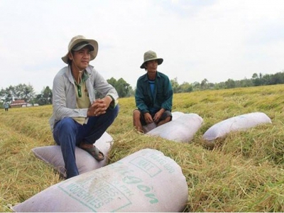 Vietnams rice sector prospects expected to improve soon