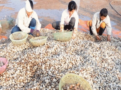 Vietnamese bivalve mollusc exports dropped 10% in 2018