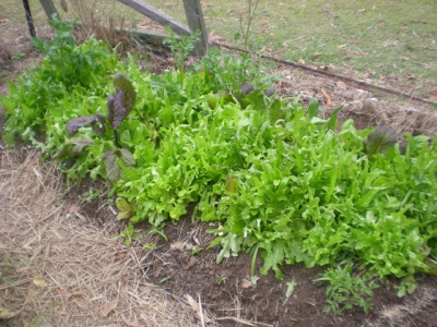 Growing Lettuce in the Vegetable Plot