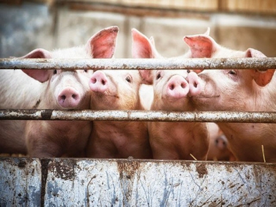 6 lesser-known compounds to control piglet diarrhea