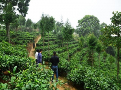 Ethnic farmers grow valuable tea in remote mountains