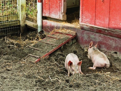 How to treat iron deficiency in neonatal pigs