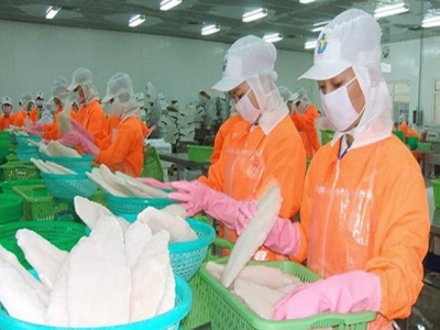 Pangasius export expects to reach $2.4 billion this year