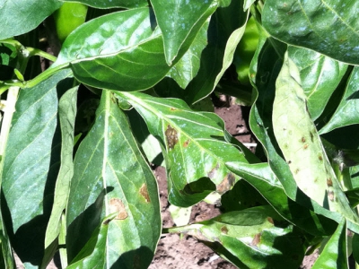 Effective control of capsicum diseases