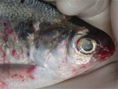 Fish disease guide - Viral Haemorrhagic Septicaemia (VHS)