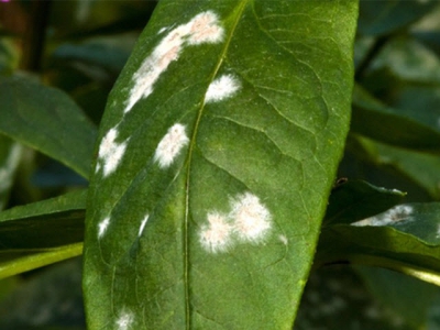 Preventing powdery mildew in peppers