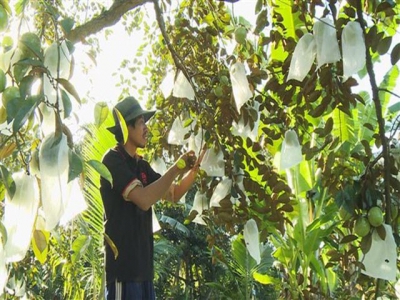 Star apple shipment to US to increase threefolds