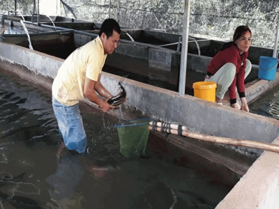 Lâm Đồng Potential sturgeon farming in Đam Rông