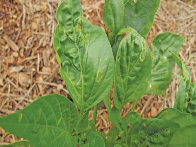 Preventing bacterial spot in capsicums