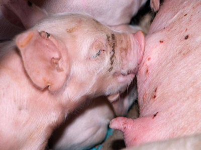 Boosting piglet immunity with colostrum