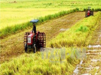 Bạc Liêu to continue expansion of large-scale rice fields