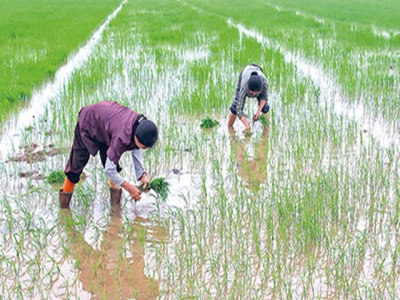 Kỹ thuật tỉa dặm lúa vụ xuân sau gieo trồng