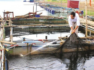 Phòng bệnh cho cá nuôi lồng bè