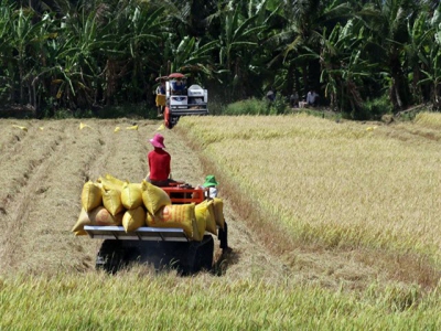 Mekong Delta enjoys good start to rice harvest