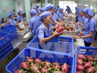 Fruit, vegetable sector targets 4.2 billion USD in export turnover in 2019
