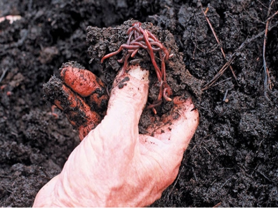 Benefits of vermiculture