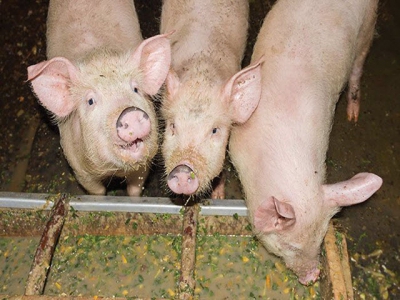 5 feeding strategies to combat piglet diarrhea